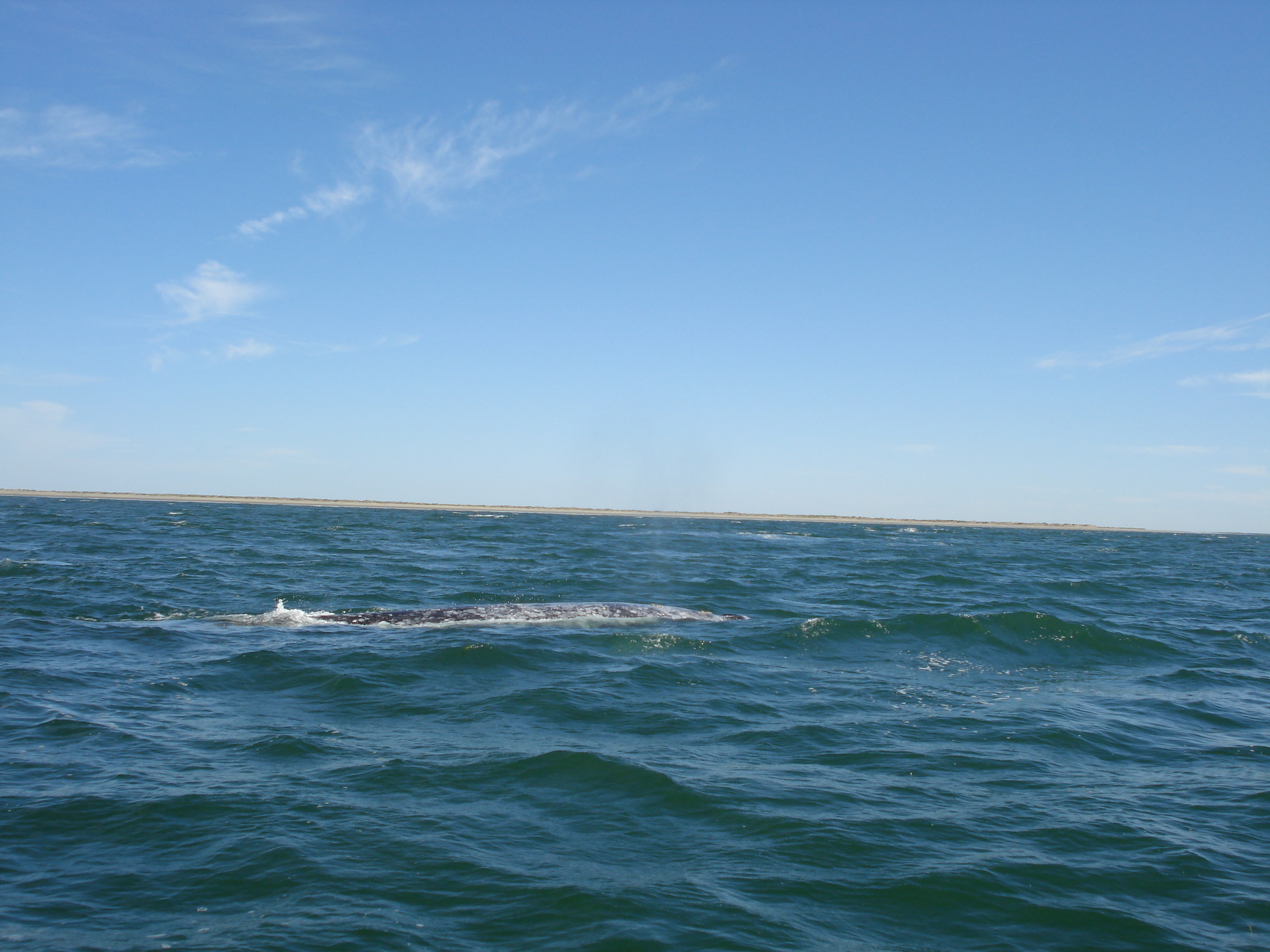 ballena.jpg